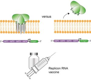 Publications | DONG LAB