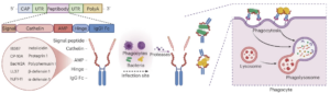 Publications | DONG LAB
