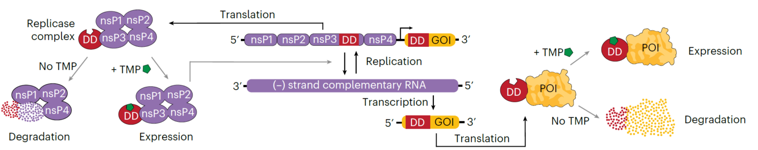 Publications | DONG LAB